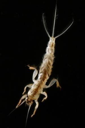 Ephrema danica